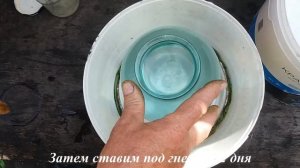 Как приготовить ферментированный чай из листьев вишни.