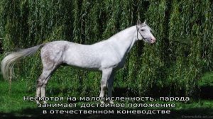 История терской породы лошадей