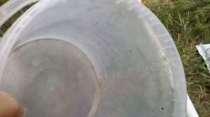 ВИНОГРАД, КАРБАМИД ВНАЧАЛЕ, ДИАМОФОСКА --- ПОСЛЕ!