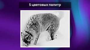 ТЕПЛОВИЗИОННЫЙ МОНОКУЛЯР ДЛЯ ОХОТЫ IRAY AFFO AP 13. ОБЗОР ТЕПЛОВИЗОРА, МАТРИЦЫ, ФУНКЦИЙ #охота