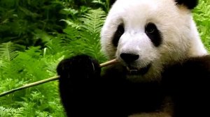 Чем растения отличаются от животных?