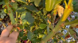 Роза Супер Гранд Аморе. Подготовка к укрытию.. Питомник растений Е. Иващенко