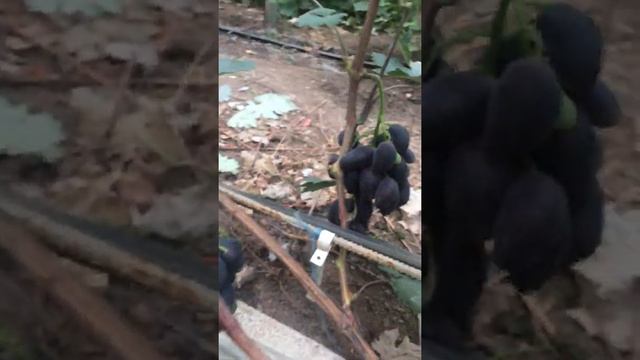 Сорт «Чёрный перцовый» 2019г. смотреть онлайн