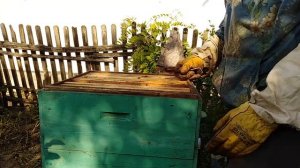 Улей МЕДОВИК избегаем роения  Пчеловодство пасека