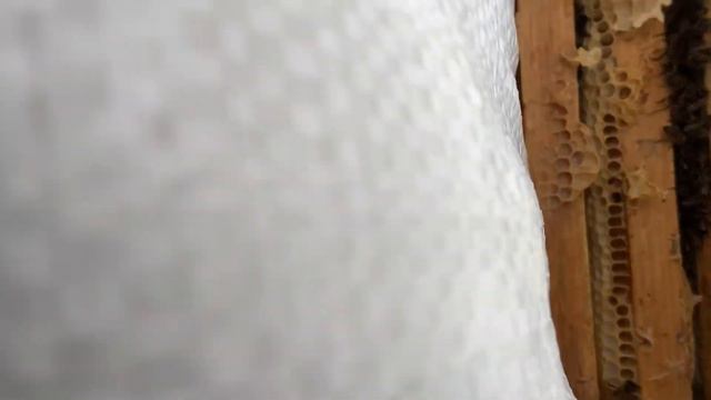 Контрольная проверка зимовки перед весной + подкормка нуждающимся… смотреть онлайн