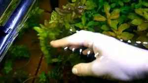 Часть 2. Лечение аквариума биогумус+ глина