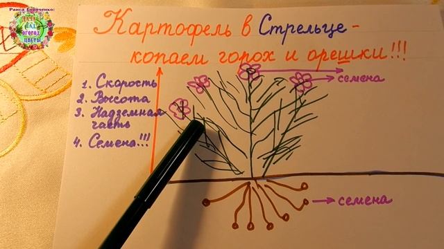 Хотите мелкий картофель размером в горох или орешек для семян?  Высаживайте картофель в Стрельце!!!