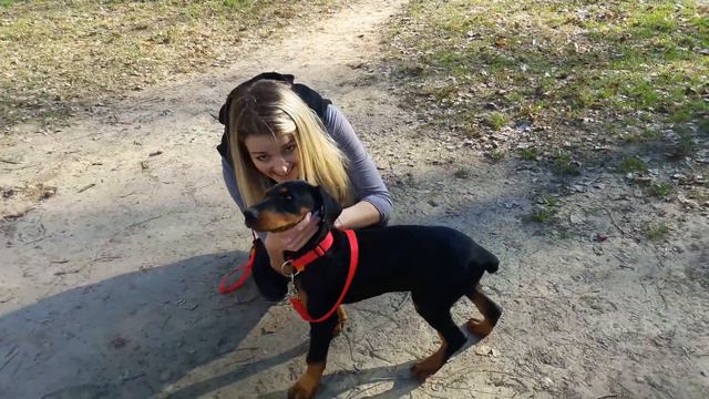 Доберман щенок. Дрессировка лёгкая. смотреть онлайн