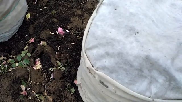 КАК И ЧЕМ УКРЫВАЮ РОЗЫ НА ЗИМУ.                                               #укрытия#дляроз#назим