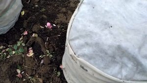 КАК И ЧЕМ УКРЫВАЮ РОЗЫ НА ЗИМУ. #укрытия#дляроз#назим