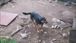 Собака Альфуша — знакомимся. Характер собаки Альфы