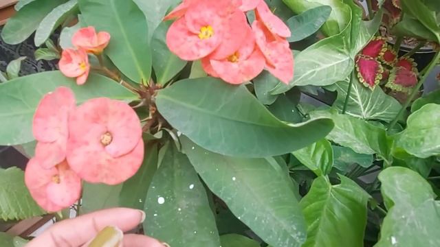 Plants You Can Grow in November and December|| नवंबर-दिसंबर में कटिंग से लगाए जाने वाले खूबसूरत पौध смотреть онлайн