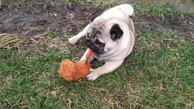 Я НЕ Я, КОГДА ГОЛОДНЫЙ. МОПС. СОБАКА. смотреть онлайн