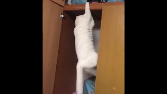 Маленькие Собачки - Сборник Милых И Забавных Видео С Собаками (2022)