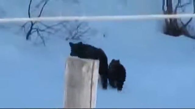 Бабуля орет на диких медведей смотреть онлайн