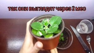 Фиалка Watermelon snow от укорененого листа до цветения ?
