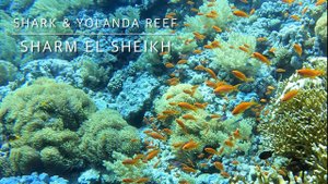 4K Дайвинг на рифе Shark & Yolanda, Египет, Шарм-Эль-Шейъ