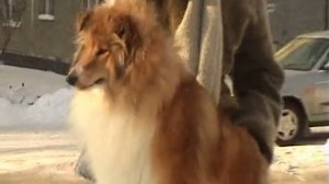 Rough Collie: Niksend Britney Spear's (29 January 2010)
