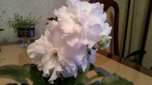 фиалка ЕК-белая королева.