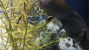 Аксолотль. Размножение.