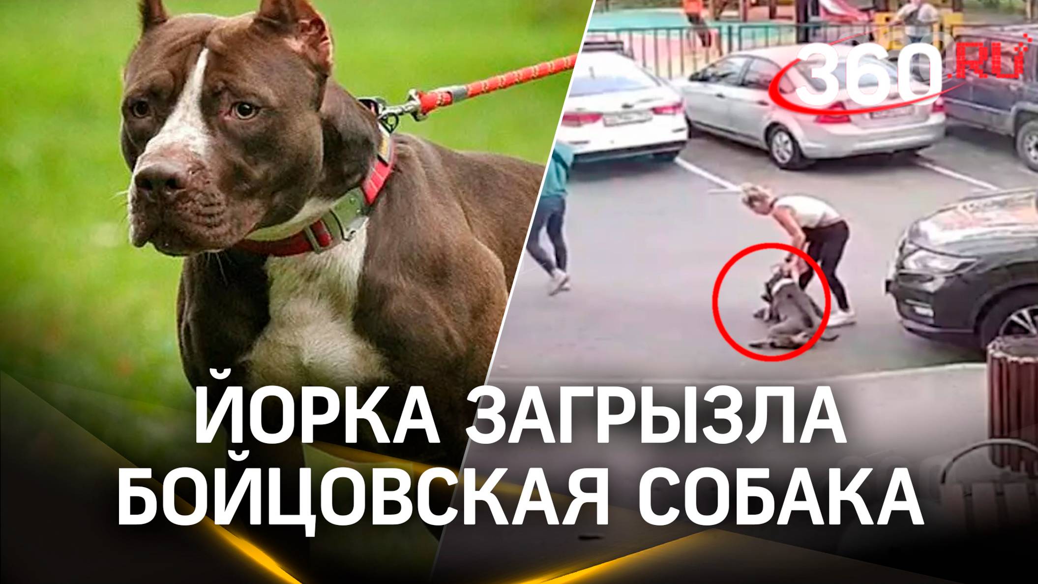 Бойцовская собака загрызла йорка в Москве