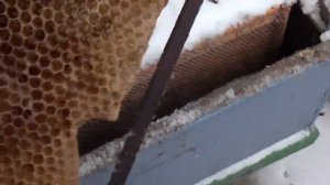 Урок 7-й.Заготовка перги для пчел.Совет начинающим пчеловодам.