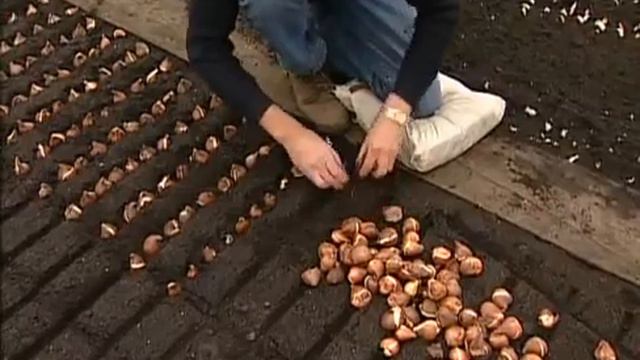 Выращивание тюльпанов в Голландии