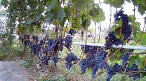 Необходимые работы на винограднике осенью и для чего это нужно.Закладка урожая на следующий год.
