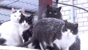 Кошки мёрзли на морозе и ждали меня чтобы я их накормил