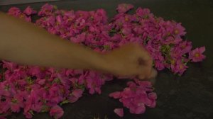 Собираем цветки шиповника и готовим настойку для девичьих посиделок, цветочный мед и сушим в чай.