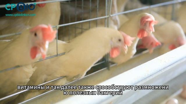 FermNutral в регулировании микрофлоры кишечника кур#animals смотреть онлайн