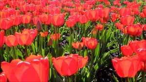 "Счастье моё" Елена Василек и ансамбль "Белый день"