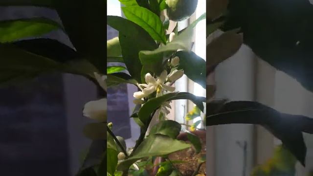 Мандарин ? сорт Иверия смотреть онлайн