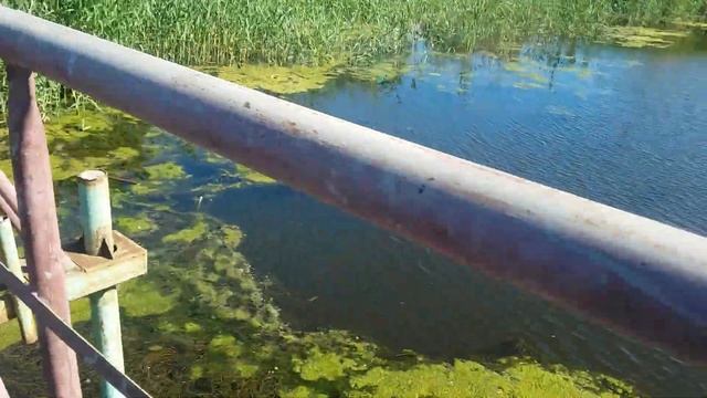 Ерик:чайка;ворона ;дохлая рыба смотреть онлайн