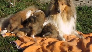 2023-10-13-нашим щенкам колли 1 месяц, гуляют с мамой Тайшей