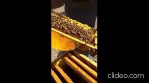 Новый способ ТЕРМООБРАБОТКИ пчёл от клещей