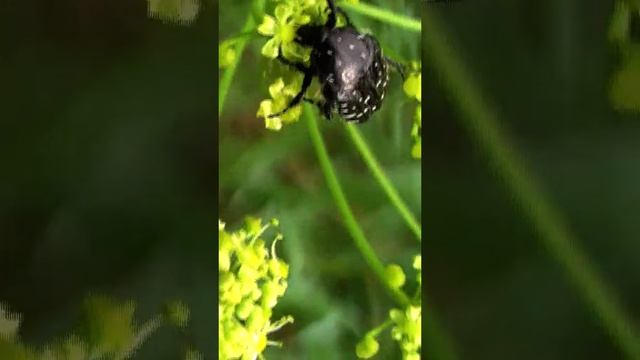 White spotted rose beetle/Бронзовка вонючая #Shorts