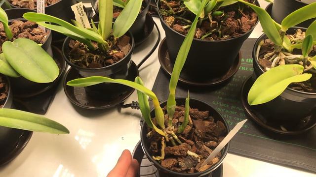 CareCollab - Cattleya (Laelia) Purpurata