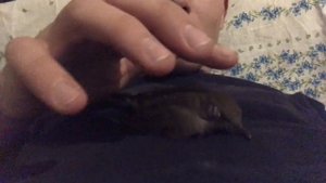 Как приручить воробья))