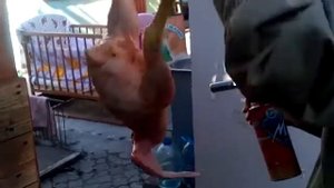 Вес бройлера росс 308 четыре месяца живым весом и чистой тушки.