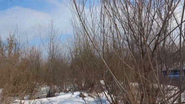Спасск-Дальний прилетели дикие утки.