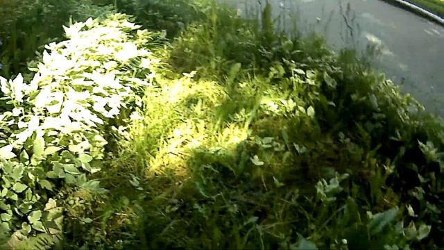 А польем ка цветы сходим,,,, смотреть онлайн