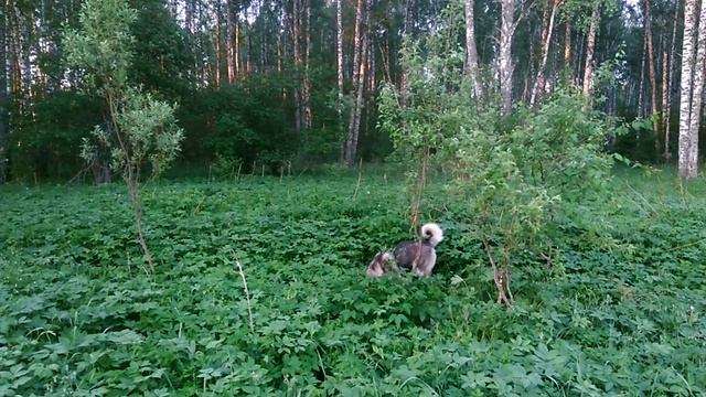 Утренняя лесная прогулка с собакой