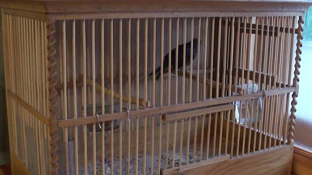 Китайский соловей. смотреть онлайн