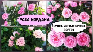 Розы Кордана - миниатюрная группа сортов.