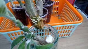 Летнее черенкование бругмансий, шаг #2, посадка черенка с каллусом и признаки укоренения черенков