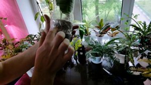 ПОЛУЧИЛ! Редкий фил Ругозум! Шикарная Посылка! Спасибо Елене.