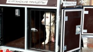 Прицеп для собак