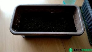 Как вырастить укроп на подоконнике.