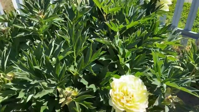 Пион Бартзелла смотреть онлайн